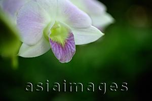 Asia Images Group - Close up of white Orchid flower