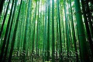 Asia Images Group - light streaming through bamboo forest