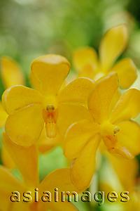Asia Images Group - Close up of Yellow Orchid flowers