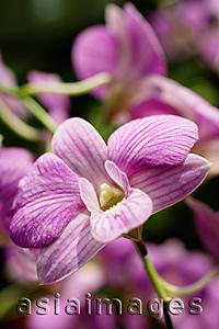 Asia Images Group - Close up of purple orchid flower